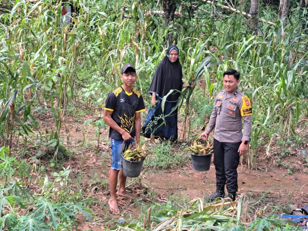 Bhabinkamtibmas Polsek Maniangpajo Polres Wajo Bantu Petani Panen Jagung