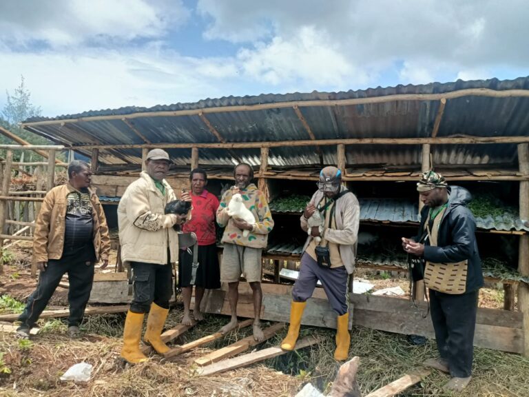 Survei dan Monitoring Ternak Kelinci, Ayam Babi, dan Kebun Kopi Tani Merdeka DPC Kabupaten Paniai