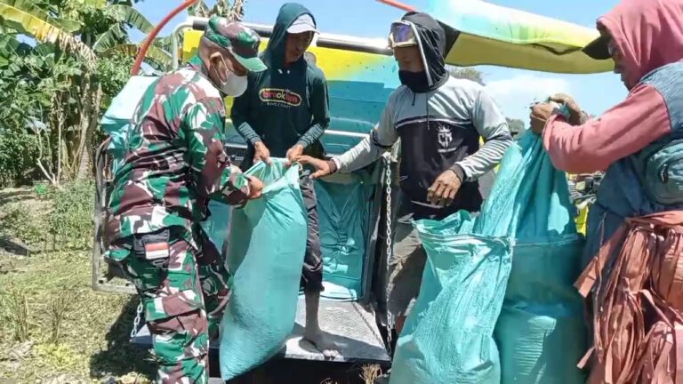 Babinsa Koramil 1409-08/Bontonompo Dampingi Panen Padi, Perkuat Ketahanan Pangan di Gowa