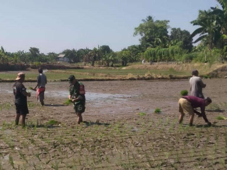 Dukung Ketahanan Pangan, Babinsa Pallangga Dampingi Petani Julubori Tanam Padi